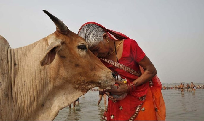 Hindistan'da inek öldürene ömür boyu hapis - Resim: 2