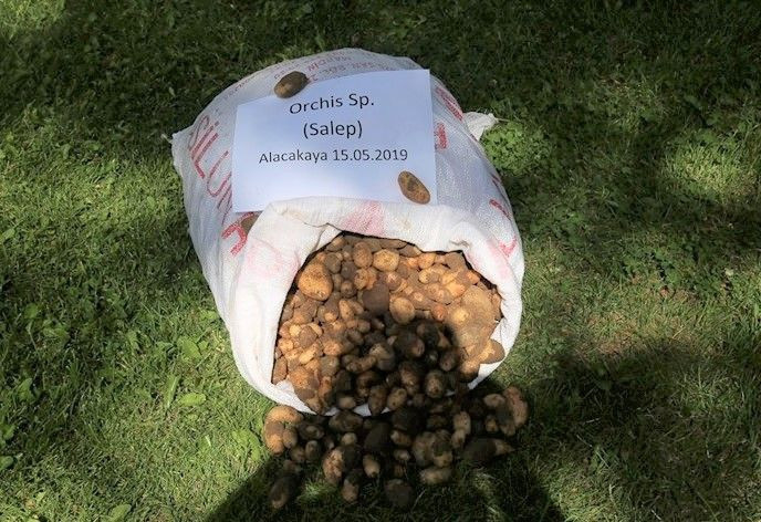 25 kilo salep soğan ile yakalandılar! 300 bin TL ceza yediler - Resim: 4