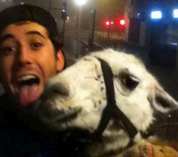 Sarhoş öğrenciler lama kaçırıp tramvaya bindi - Resim: 2