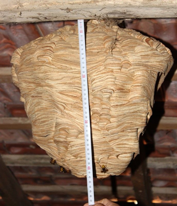 Evin çatısında fark etti! Sadece 1 ayda böyle oldu - Resim: 1