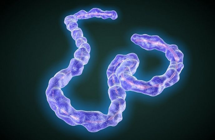 Biri bitmeden biri başlıyor! Şimdi de Marburg virüsü paniği başladı! - Resim: 3