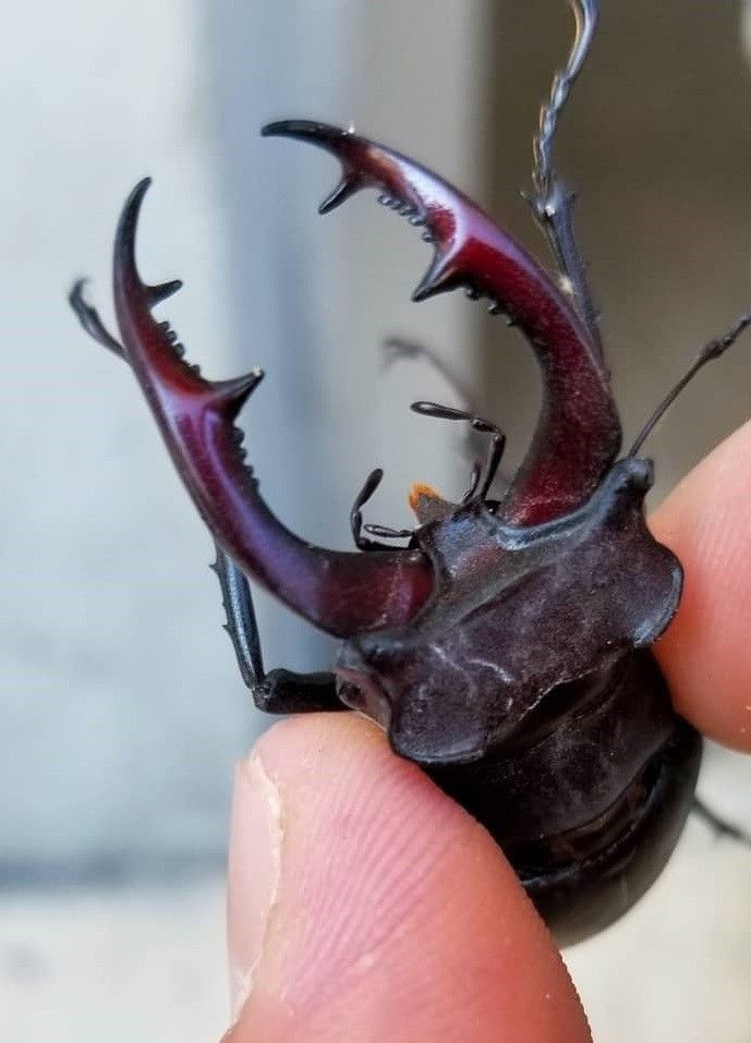 150 bin dolar ediyor! Doğada nadir bulunan Geyik Böceği Elazığ'da görüldü - Resim: 2