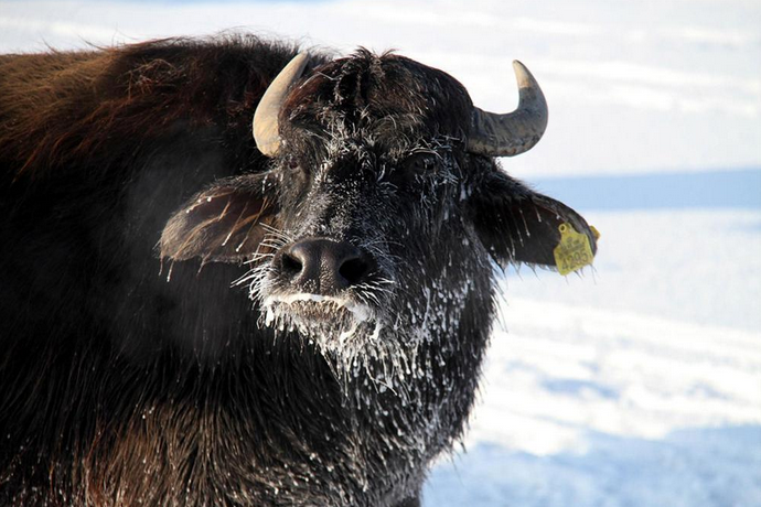 Doğu insanının soğuğa karşı mücadelesi - Resim: 4