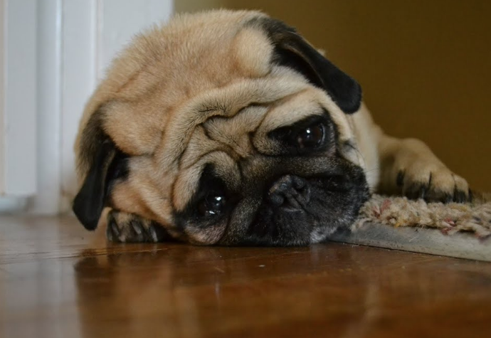 Bilim adamlarından köpeklerle ilgili şaşırtıcı araştırma! Meğer sonradan ortaya çıkmış - Resim: 2