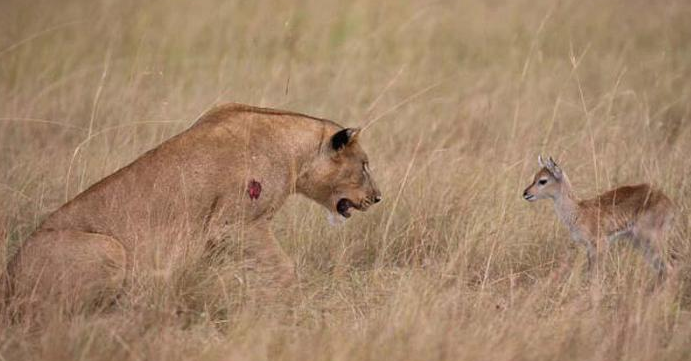 Vahşi av böyle görüntülendi - Resim: 4