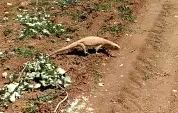 Şanlıurfa'da Türkiye'nin dev kertenkelesi Çöl Varanı görüldü! - Resim: 3