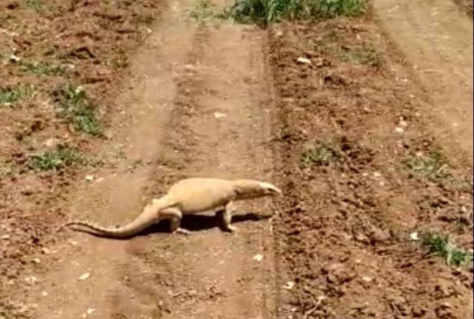 Şanlıurfa'da Türkiye'nin dev kertenkelesi Çöl Varanı görüldü! - Resim: 2