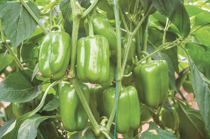 Dolmalık biber deyip geçmeyin inanılmaz faydaları bulunuyor - Resim: 1