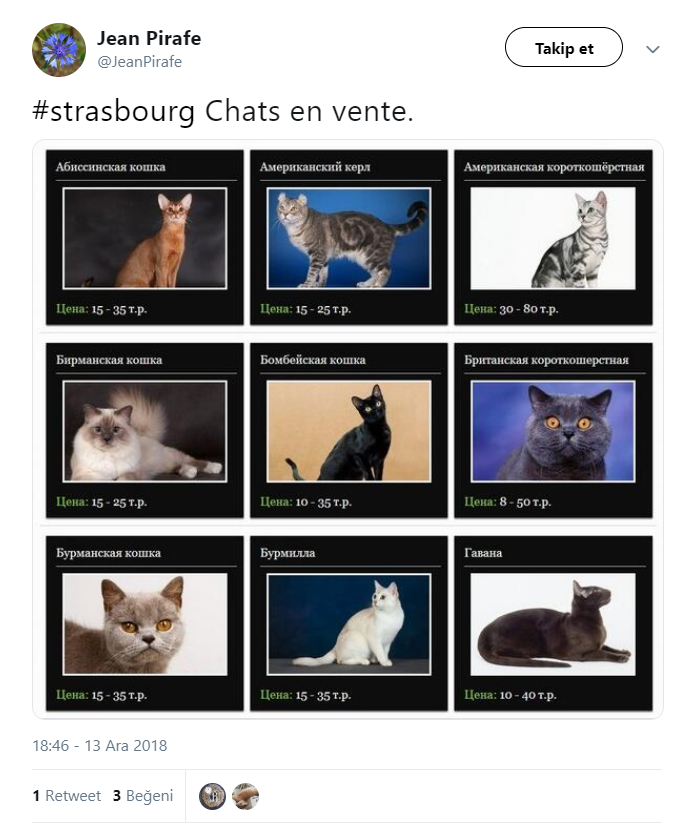 Strazburg saldırısı operasyonuna kedili destek - Resim: 3