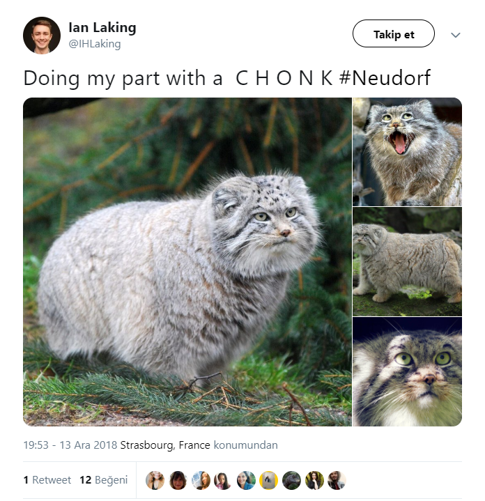 Strazburg saldırısı operasyonuna kedili destek - Resim: 4