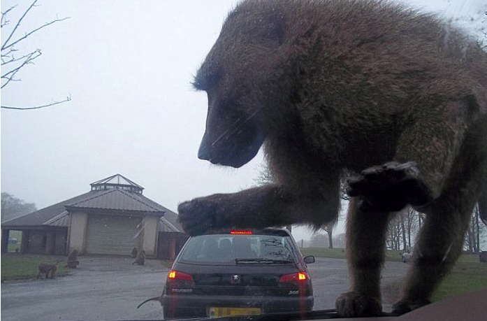Günün en çok tıklanan fotoğrafları - Resim: 4