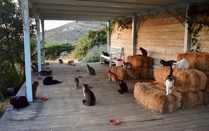 Bu iş ilanı çok sevildi: Adada bir ev,  Euro ile maaş - Resim: 1