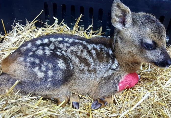 Doğada yaralı bulunan yabani hayvanlar tedavi ediliyor - Resim: 2