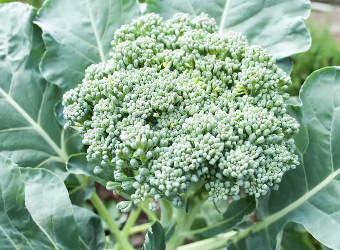 Brokoli hakkında yeni bir keşif! Bakın hangi özelliği ortaya çıktı - Resim: 1
