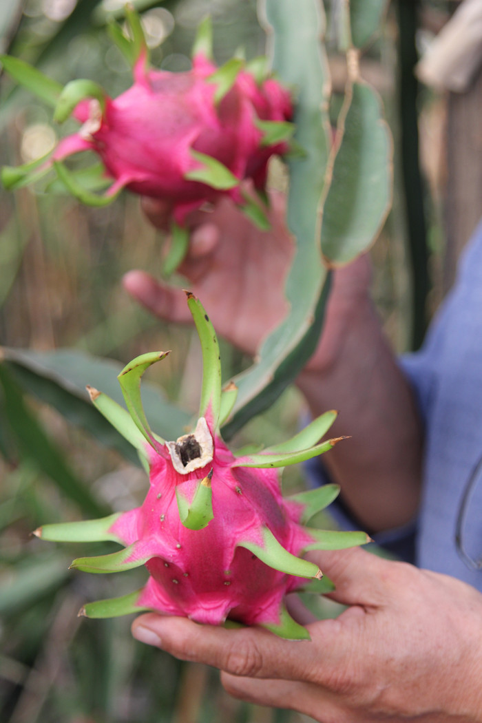 Denemek için diktiler şimdi siparişlere yetişemiyorlar - Resim: 2