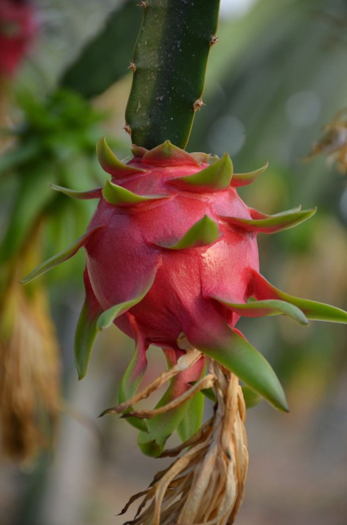 İşini bırakıp serasını kurdu tanesini 7-13 liradan satıyor - Resim: 1