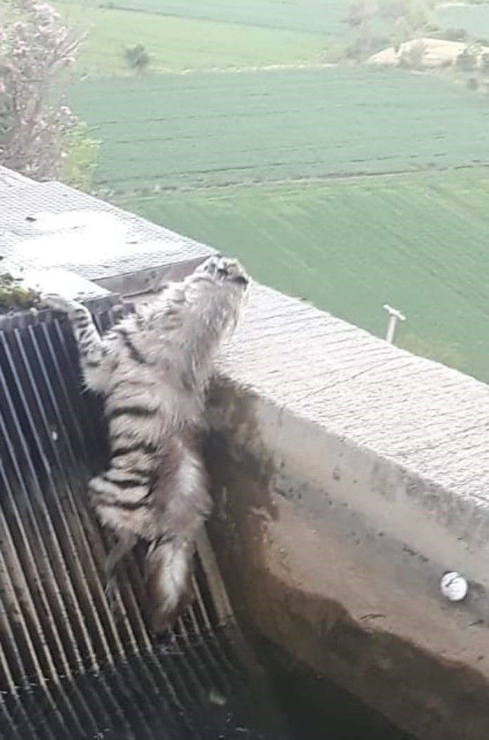 Bekçi fark edince hemen telefona sarıldı: 43 yıl sonra ilk kez görüntülendi! Çizgili sırtlan kamerada... - Resim: 2