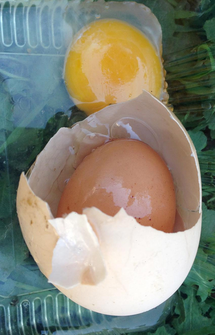 Yumurtanın içinden çıktı görenler gözlerine inanamadı - Resim: 2