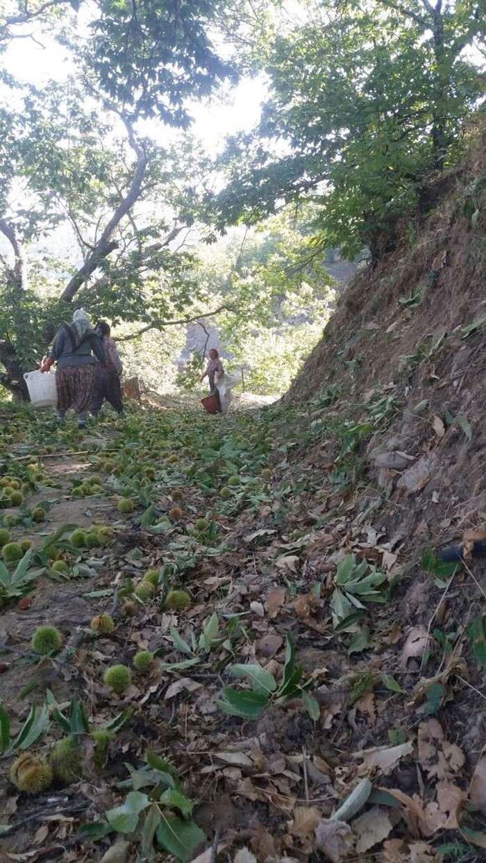 Aydın'da o işe mühendis maaşı veriliyor ama - Resim: 4