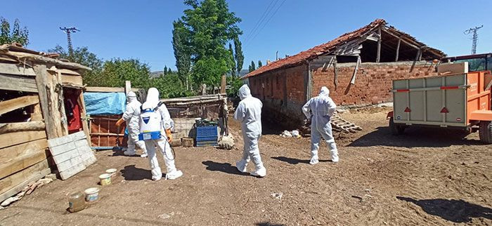 Tokat'ta korona bitmeden kuş gribi! Yüzlerce hayvan itlaf edildi - Resim: 1