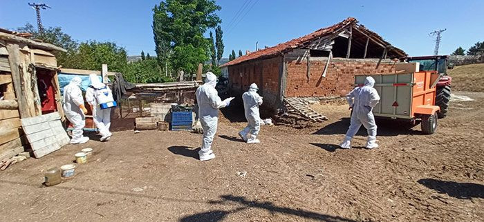 Tokat'ta korona bitmeden kuş gribi! Yüzlerce hayvan itlaf edildi - Resim: 2