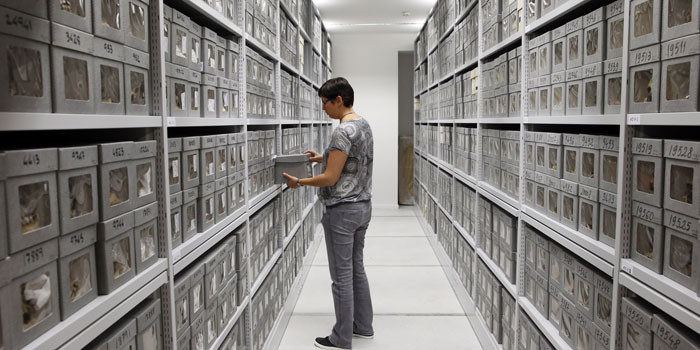 Cezayir'de soykırım yapıp kafataslarıyla Paris'te müze açmışlar! - Resim: 2