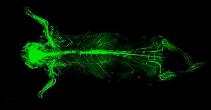 Türk bilim adamından tıp dünyasında şeffaf devrim - Resim: 1