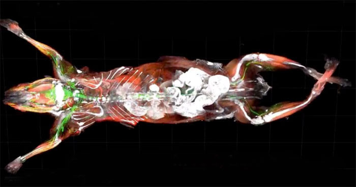 Türk bilim adamından tıp dünyasında şeffaf devrim - Resim: 3