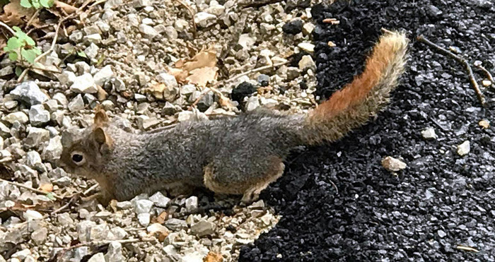 Avukattan örnek davranış yaralı sincaba şefkat eli - Resim: 1