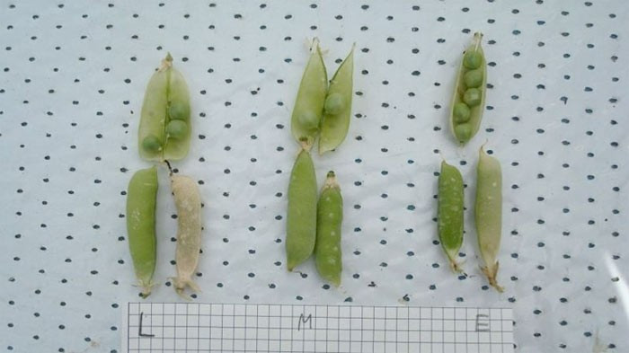 Mars toprağına ekilen domateslere bakın - Resim: 3