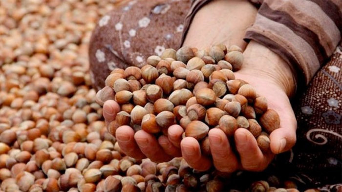 Fındıkta 14 yıl önce ortaya çıkan sır - Resim: 3