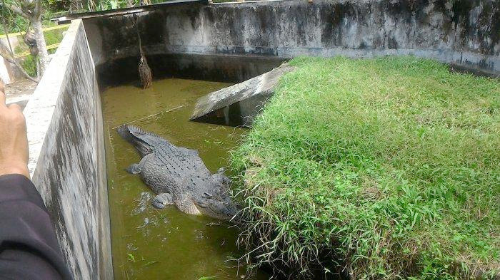 Dev timsah kadının yarısını yedi sudaki cismi görenler dehşete düştü - Resim: 2