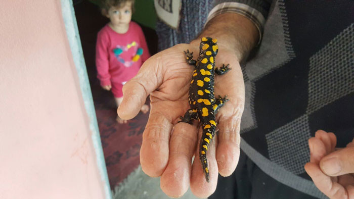 Osmaniye'de ortaya çıktı! Nesli tükenmek üzere - Resim: 1