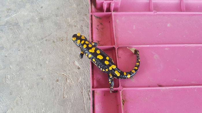 Osmaniye'de ortaya çıktı! Nesli tükenmek üzere - Resim: 2