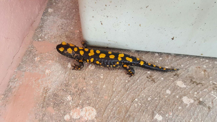 Osmaniye'de ortaya çıktı! Nesli tükenmek üzere - Resim: 4