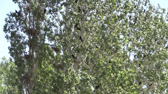 Leyla'yı bulmak için kargaları izliyorlar! Batman'dan gittiler... - Resim: 4