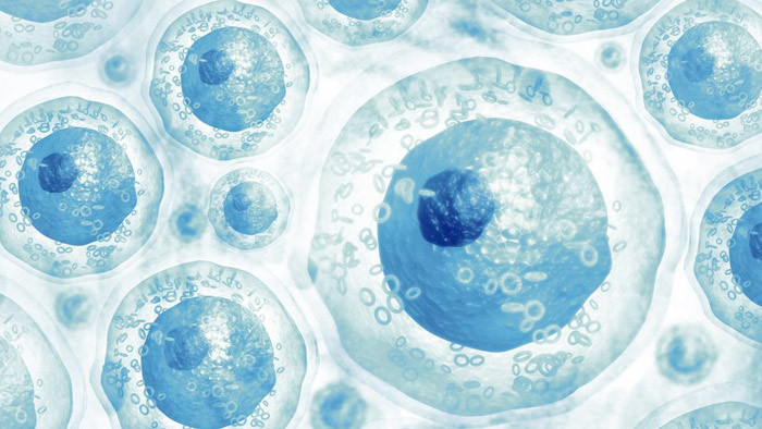 Kök hücre nedir kök hücre bağışı kaç yaşında nasıl yapılır yurt dışına da gidiyor - Resim: 2