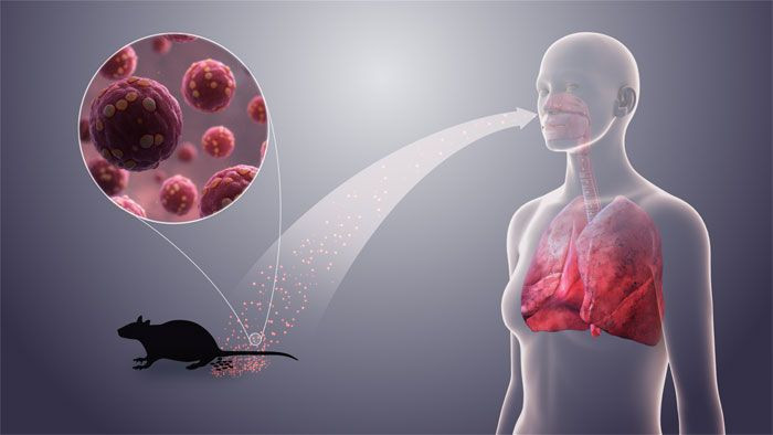 Koronavirüsten sonra Hantavirüs paniği hantavirüs nereden bulaşıyor - Resim: 2