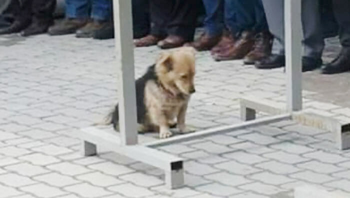 Her gün evden kaçan köpeğin nereye gittiğini görünce ağladı - Resim: 2