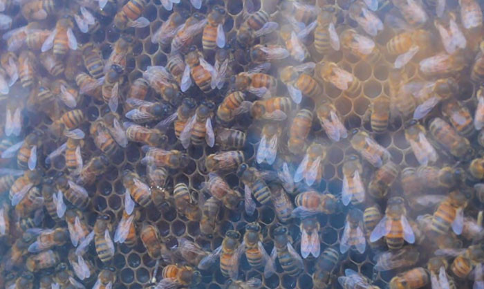 Oturma odasına bal üretmeye ne dersiniz?  - Resim: 3