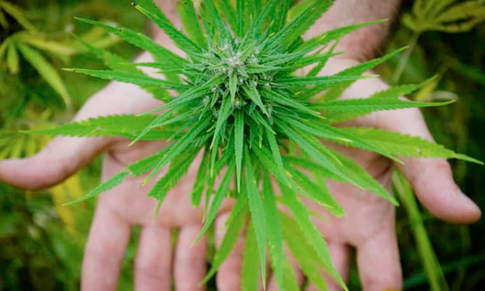 Kenevir neden yasaklandı şu özelliklerine bakın Türkiye'yi zengin eder - Resim: 1