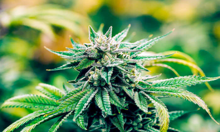 Kenevir neden yasaklandı şu özelliklerine bakın Türkiye'yi zengin eder - Resim: 3