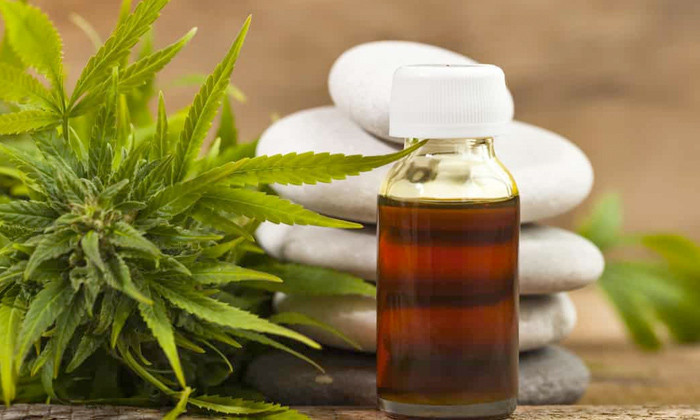 Kenevir neden yasaklandı şu özelliklerine bakın Türkiye'yi zengin eder - Resim: 4