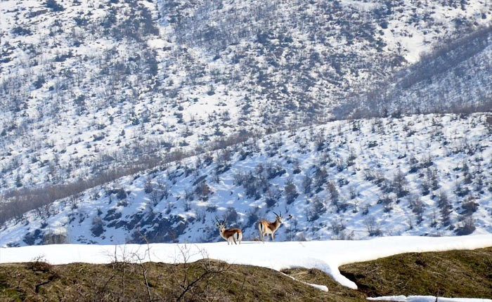 Bitlis'te makinesini kapan ceylan çekmeye gitti - Resim: 2