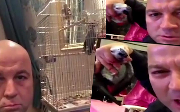 İşkence gören papağan ameliyat olacak işte Murat Özdemir'in ifadesi - Resim: 2