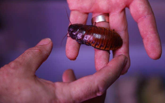 Para verip hamam böceği satın alır mısınız? Tanesi 4 lira - Resim: 2