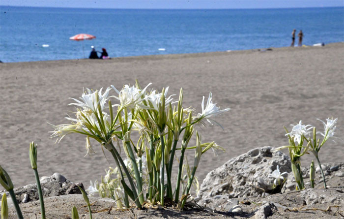 Aman dikkat! Bu çiçeği koparmanın cezası 38 bin lira! - Resim: 1
