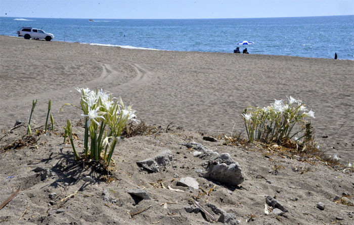 Aman dikkat! Bu çiçeği koparmanın cezası 38 bin lira! - Resim: 3