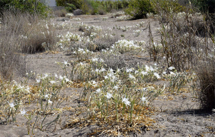 Aman dikkat! Bu çiçeği koparmanın cezası 38 bin lira! - Resim: 2
