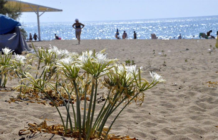 Aman dikkat! Bu çiçeği koparmanın cezası 38 bin lira! - Resim: 4